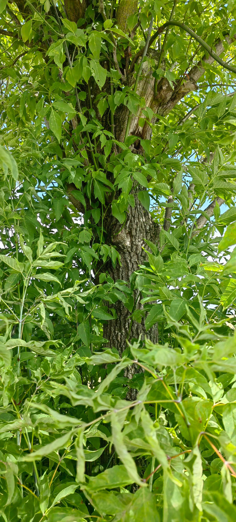 De sterke stam en heldergroene, geveerde bladeren van een vederesdoorn zijn zichtbaar. De foto toont de boom in zijn natuurlijke omgeving.