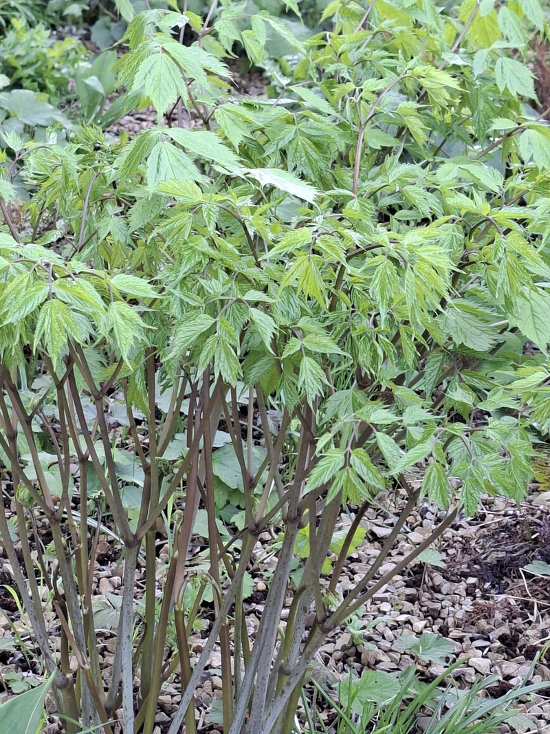 Te zien is een jonge vederesdoorn met frisse, lichtgroene geveerde bladeren en paarsgrijze takjes. De plant groeit op een grindachtige ondergrond.
