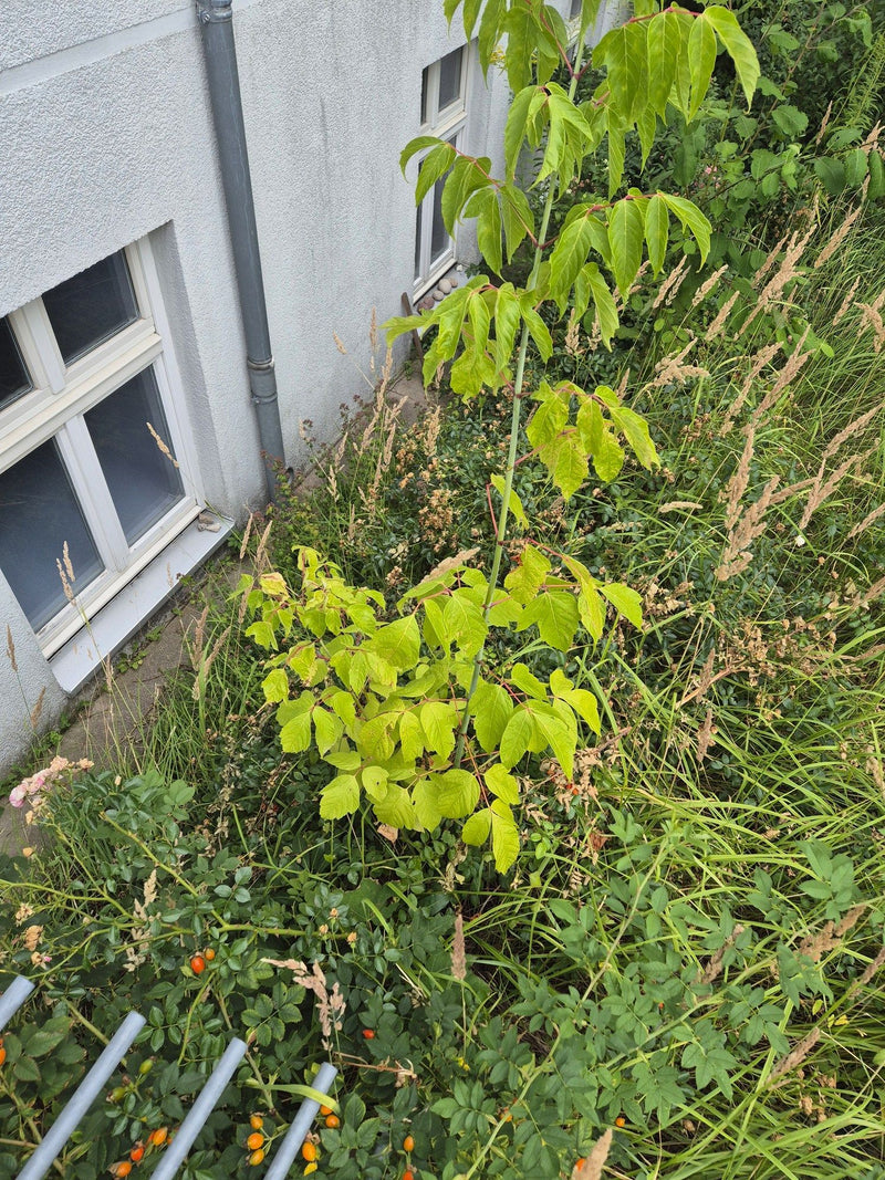 Te zien is een jonge vederesdoorn met typische geveerde bladeren. Hij groeit voor een lichte huismuur te midden van gras en andere planten.
