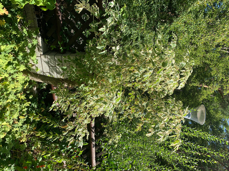 Te zien is een jonge vederijnoorn met opvallend bonte bladeren. De boom staat in een zomertuin voor een heg.