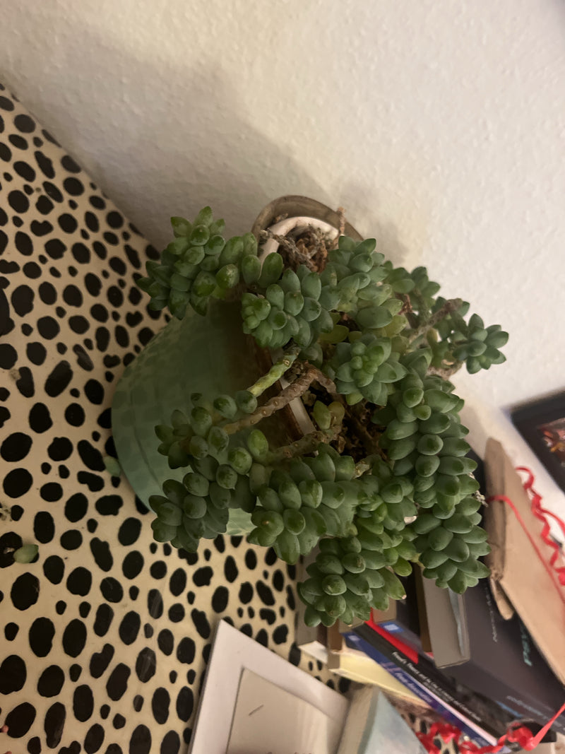 De foto toont een ezelstaart in een bloempot van bovenaf. De vlezig, dicht bebladerde scheuten hangen licht over de rand van de pot.