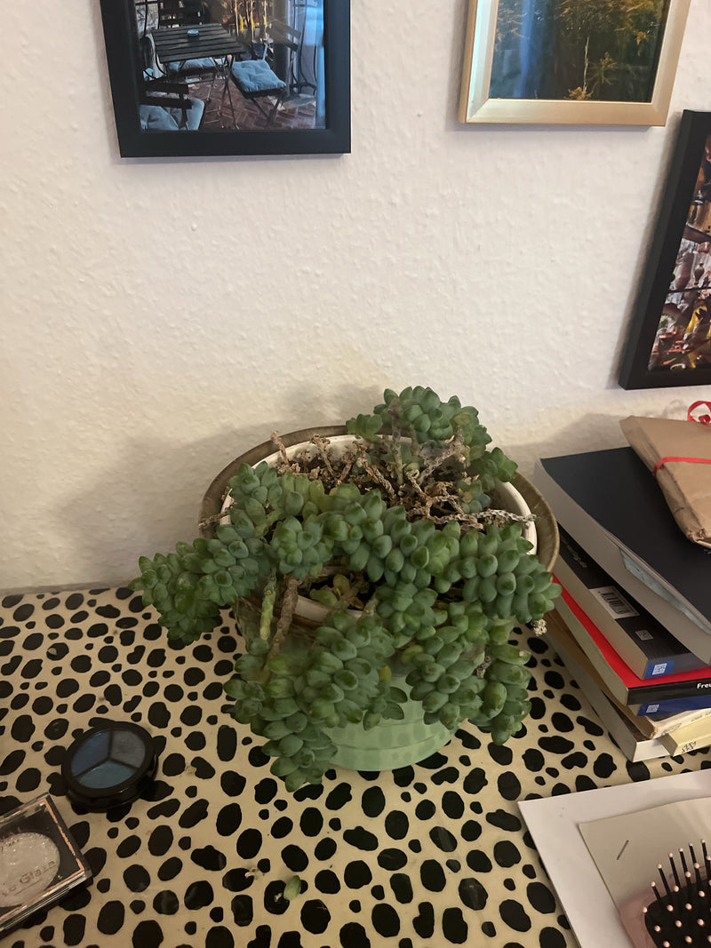 Te zien is een ezelstaart in een bloempot op een tafel met een patroon. De vlezige, hangende stengels van de vetplant zijn duidelijk te herkennen.