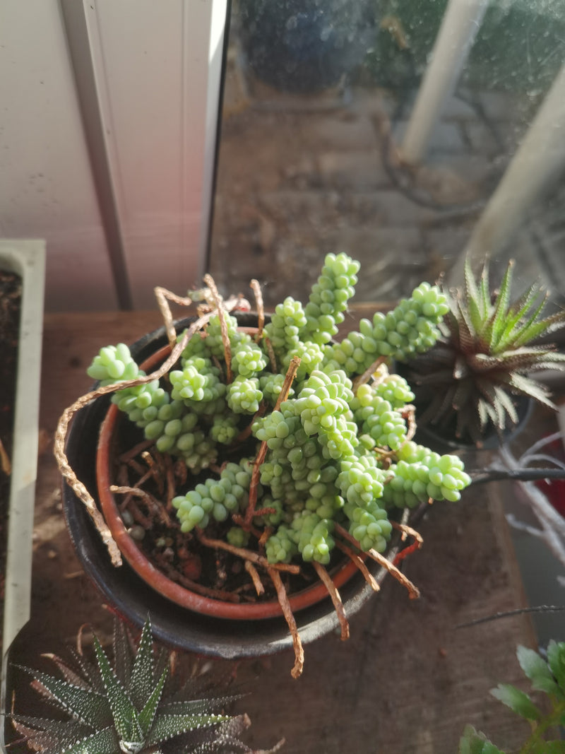 De foto toont een ezelstaart vetplant in een bloempot. De vlezige, lichtgroene bladeren hangen dicht langs de stengels.