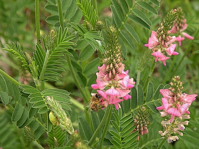 Roze bloeiwijzen en geveerde bladeren van een esparcette zijn zichtbaar in een groene weideomgeving. Een bij bezoekt een van de bloemen.
