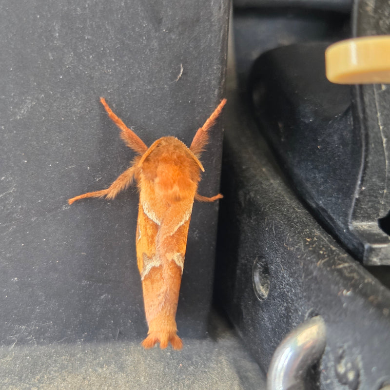 Espen-Wollafter — Bild 1