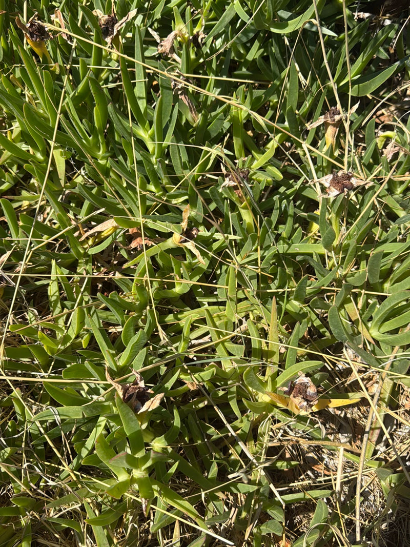 Eetbare ijsplant — foto 3 van 13
