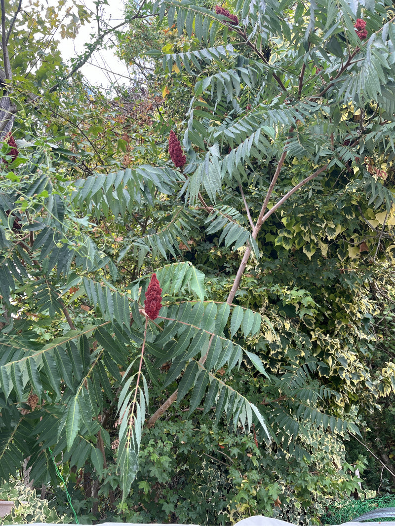 Azijn boom — Bild 1