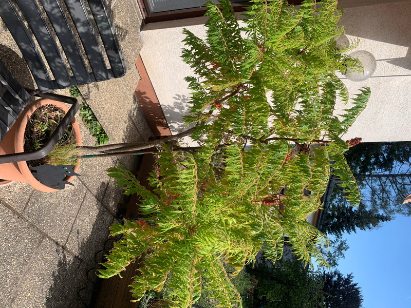 De afbeelding toont een fluweelboom in een plantenbak op een terras. De typische geveerde bladeren en groeiwijze zijn duidelijk zichtbaar.