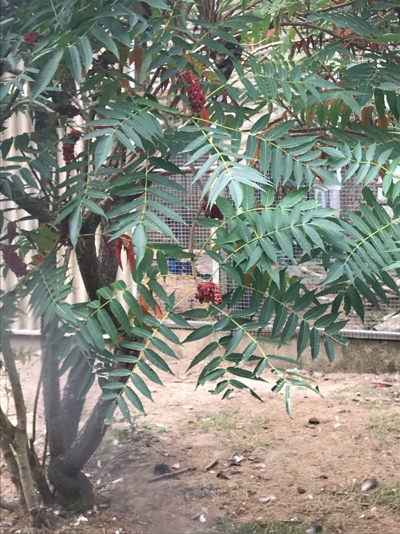 Te zien is een fluweelboom met zijn typische geveerde bladeren en oprechte rode vruchtstand. De plant staat buiten voor een gaashek op zandgrond.