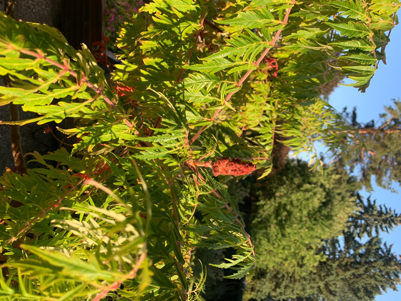 De afbeelding toont een fluweelboom met zijn typische geveerde bladeren en een kenmerkende vruchtstand. De plant groeit buiten voor een bosrijke omgeving.