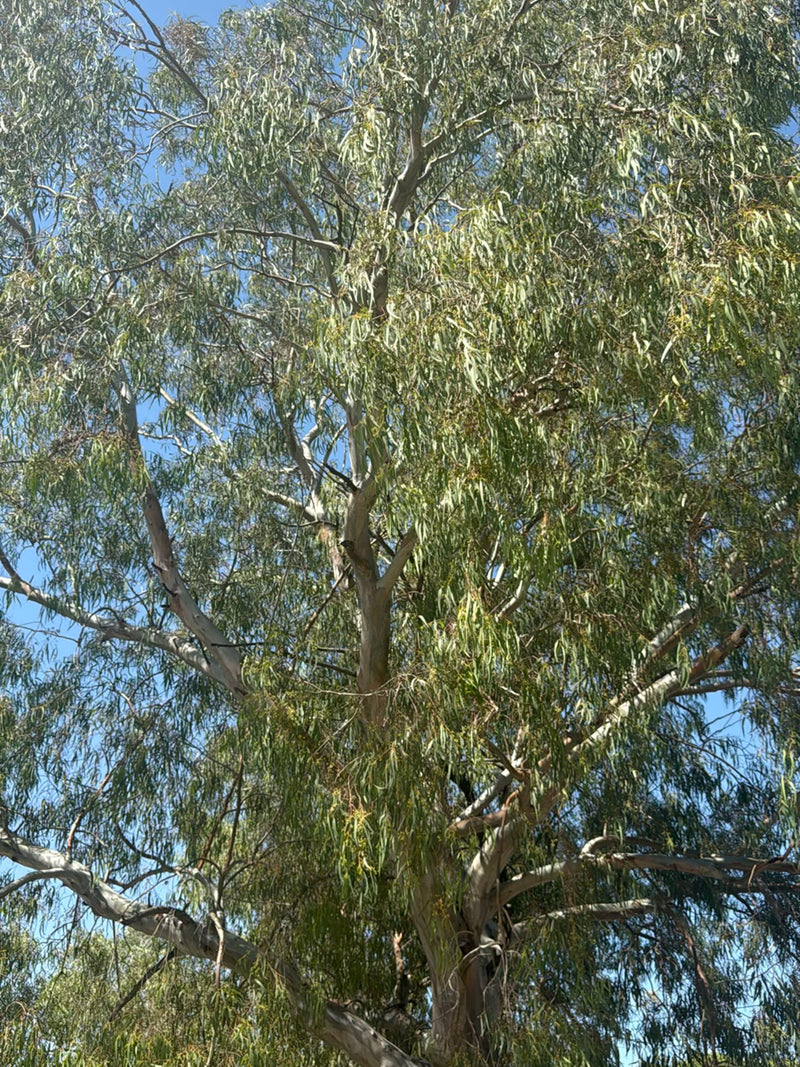 Een volwassen eucalyptusboom met kenmerkende lichte schors en smalle bladeren is te zien tegen een blauwe hemel.