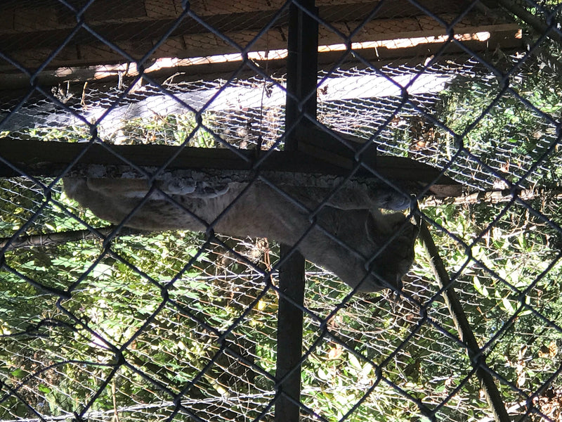 Eurasischer Luchs — foto 1 van 1