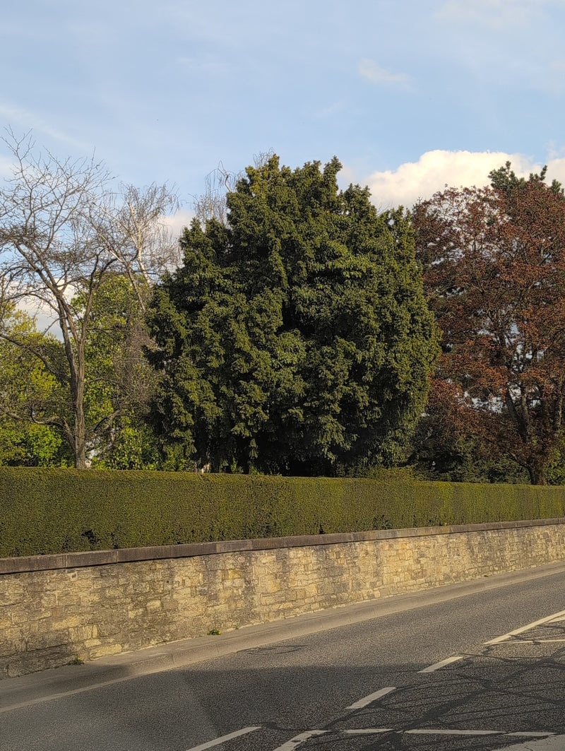 taxus — Bild 1
