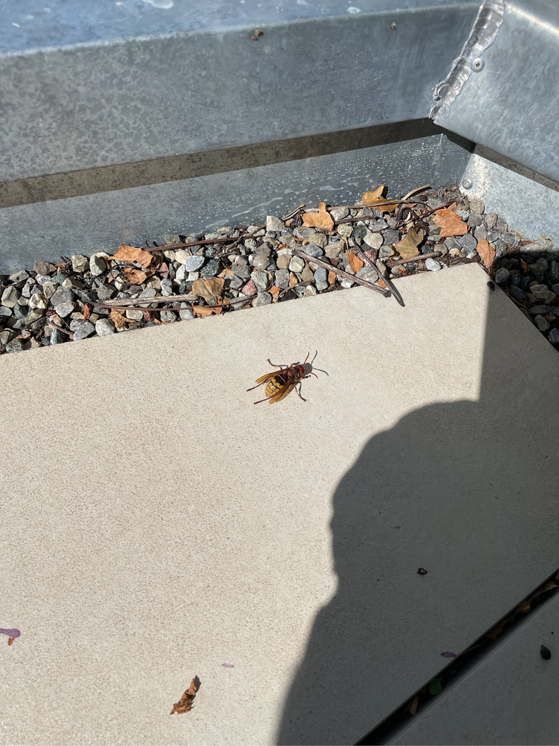 Een Europese hoornaar zit op een lichte steenplaat nabij een grindrand. Het insect is duidelijk zichtbaar.