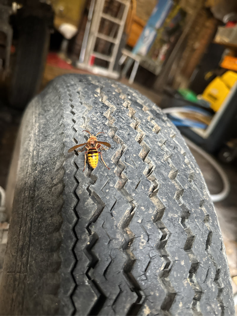 Een hoornaar zit op het profiel van een oude autoband in een werkplaats. Het insect is duidelijk zichtbaar en rust op het rubberen oppervlak.