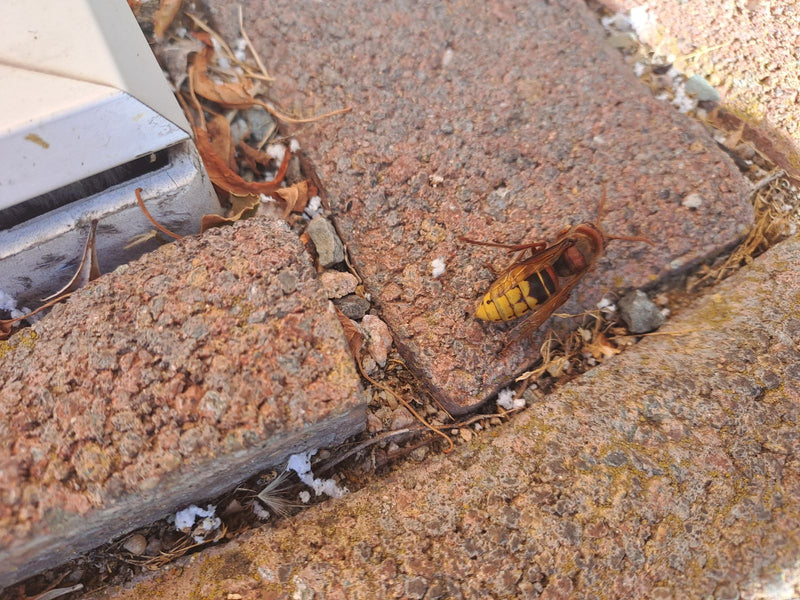 De afbeelding toont een hoornaar rustend op rode stenen tegels. Het bovenaanzicht legt het insect vast in zijn natuurlijke omgeving op de grond.