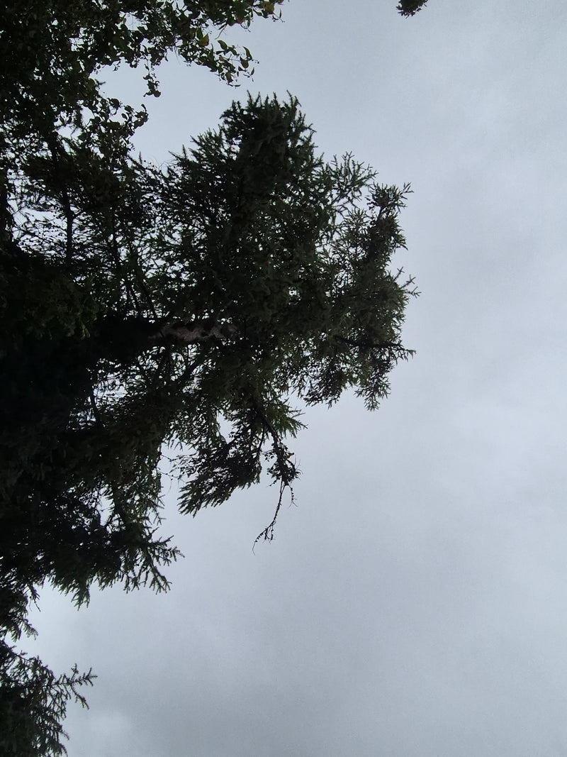 Zicht van onderaf op de kroon van een Europese lork tegen een bewolkte hemel.