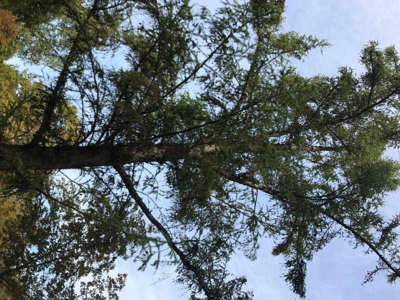 De afbeelding toont een Europese larix van onderen in een kikkerperspectief. De takken en naalden steken af tegen de lichte lucht.