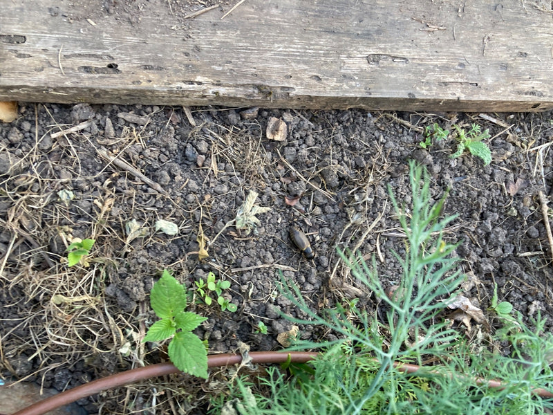 Europese molkrekel — Bild 3