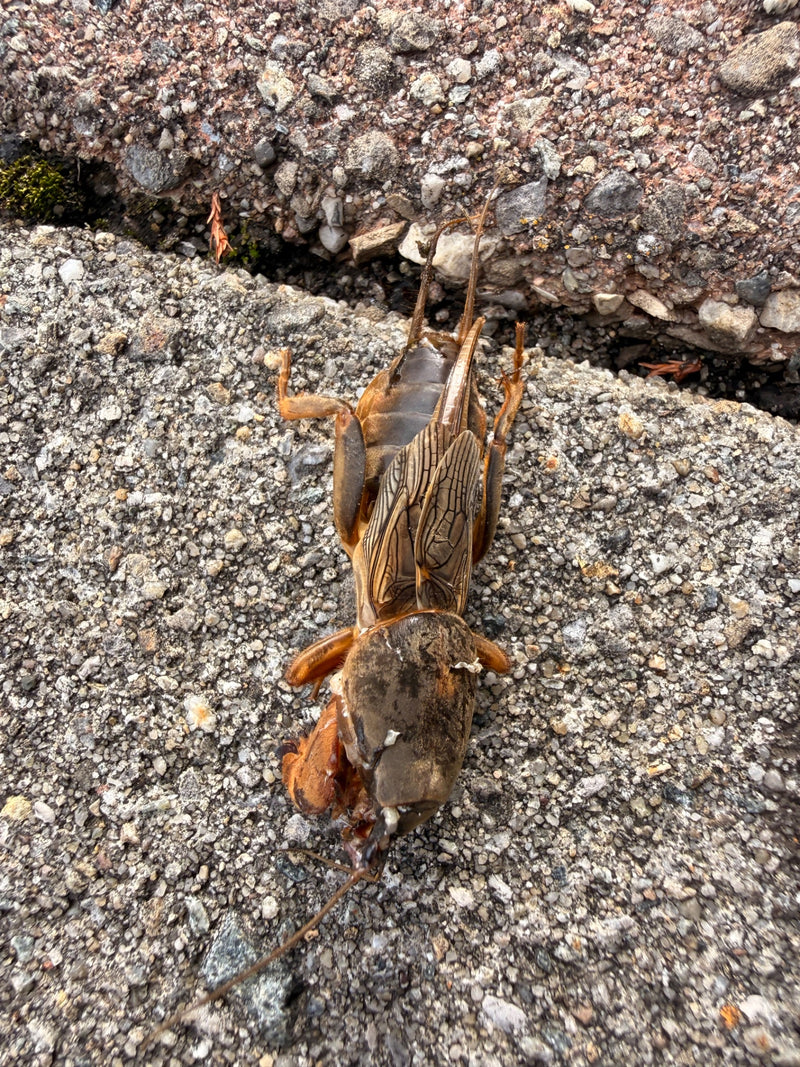 Een veenmol ligt op steenachtige grond. Zijn karakteristieke graafpoten en vleugels zijn duidelijk zichtbaar.