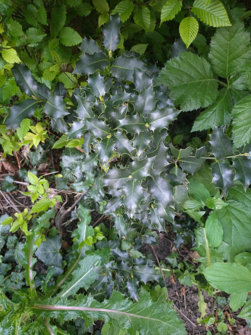 Hulst — Bild 1