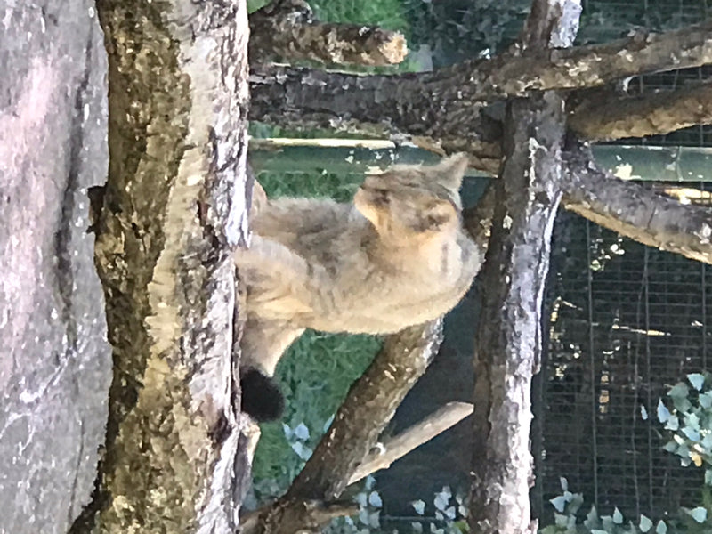 Europäische Wildkatze — foto 1 van 1