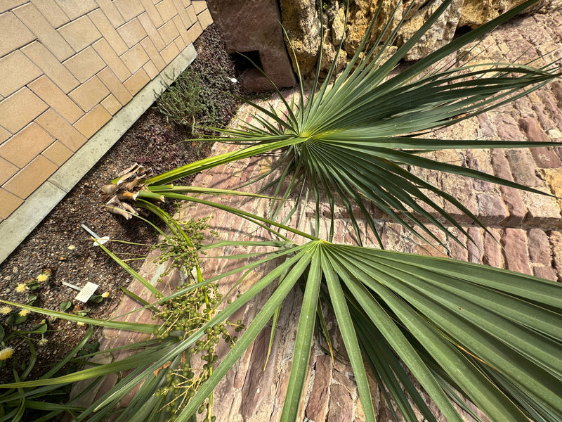 Een Europese dwergpalm met waaiervormige bladeren en onrijpe vruchten groeit langs een geplaveid pad.