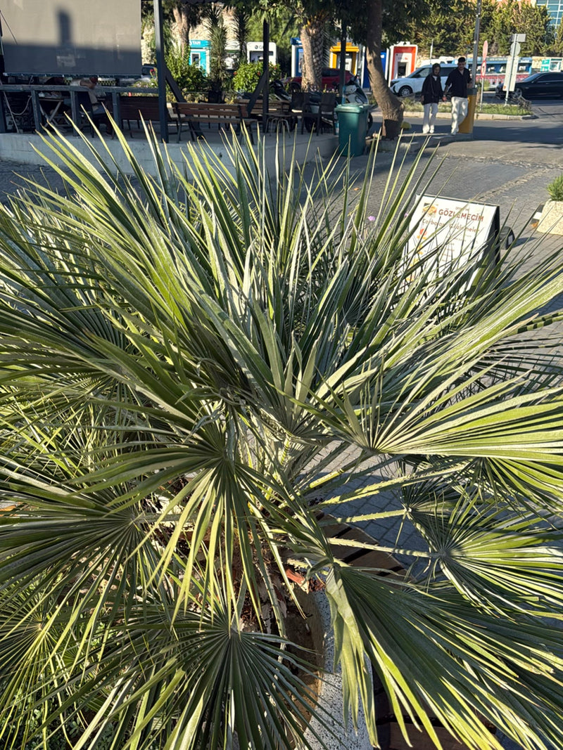 Europese dwergpalm — foto 1 van 7