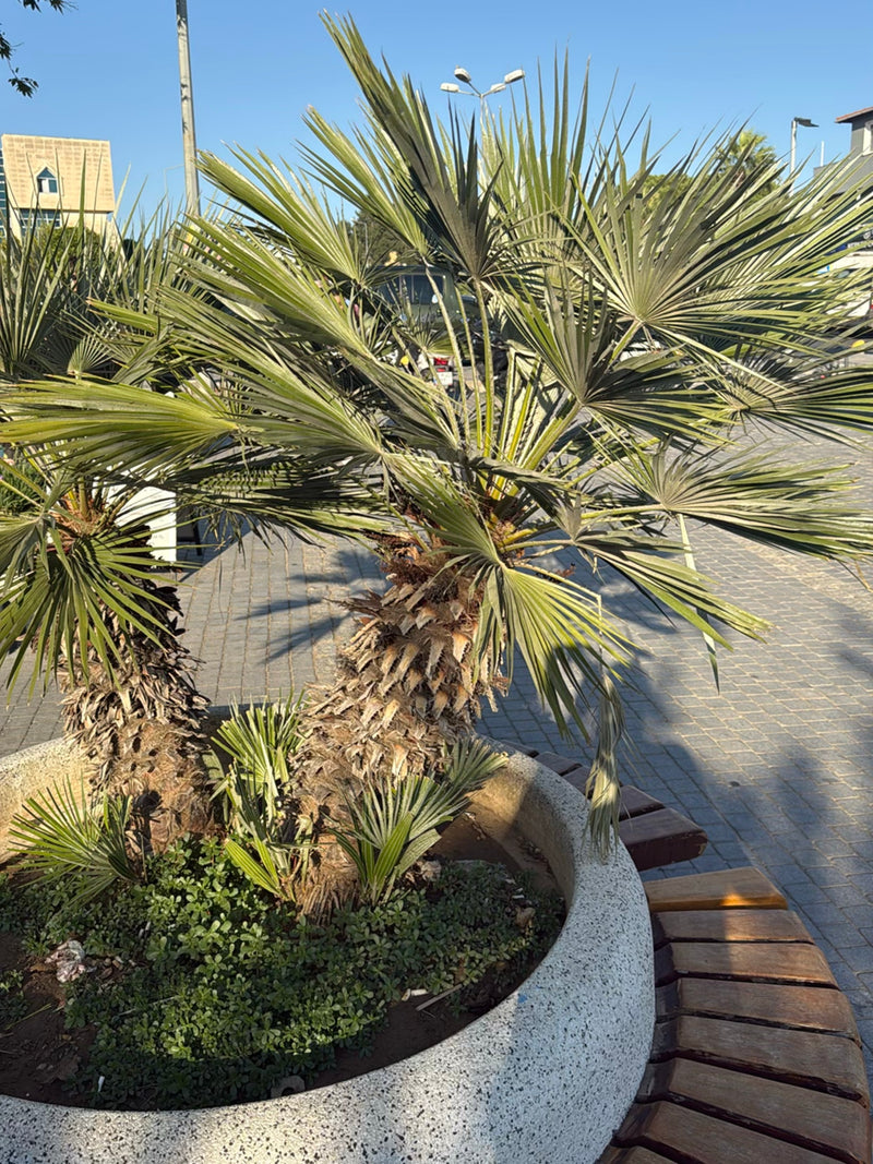 Europese dwergpalm — foto 4 van 7
