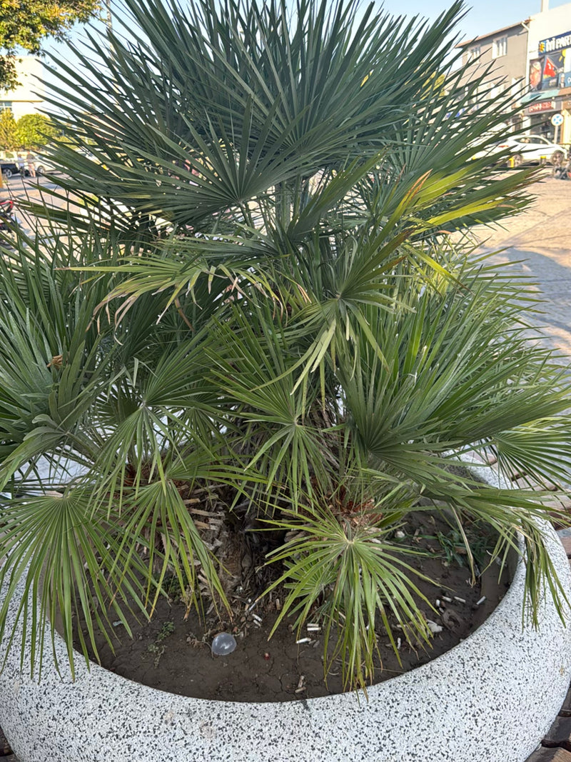Europese dwergpalm — foto 3 van 7