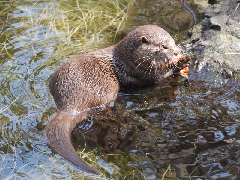 Europese otter — Bild 1