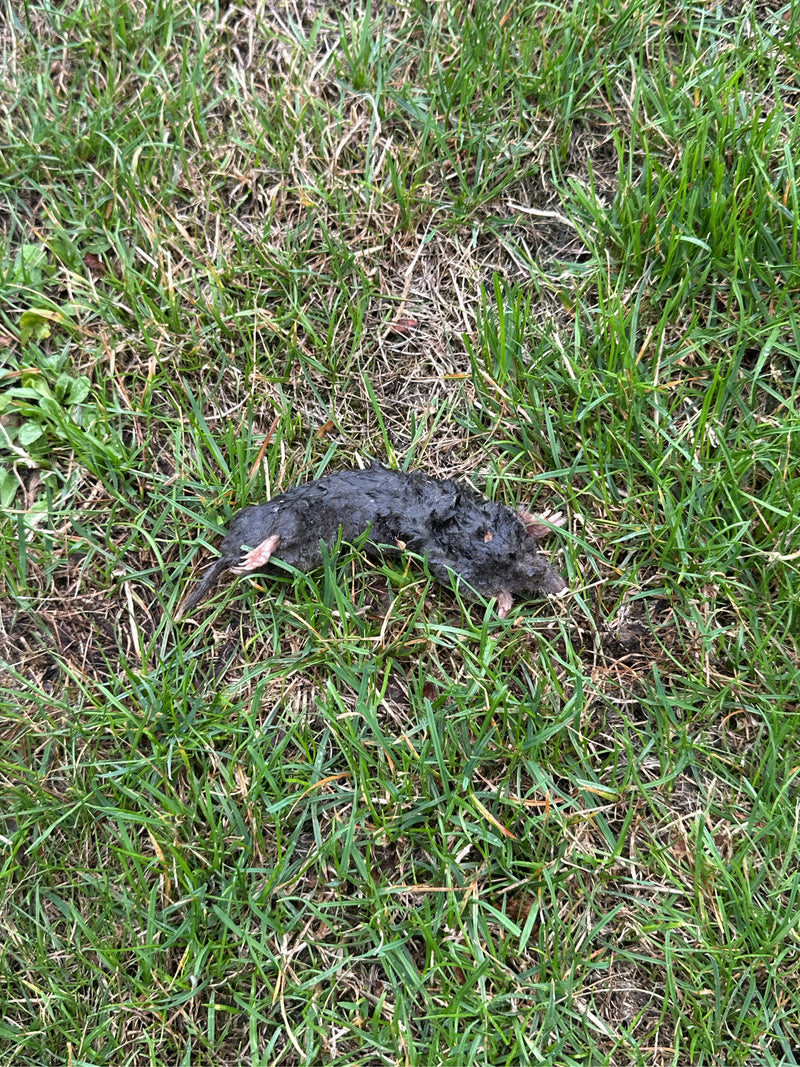 De afbeelding laat een enkel mol zien dat dood op een grasveld ligt. De typische graafpoten en donkere vacht zijn duidelijk herkenbaar.