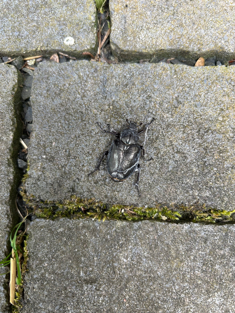 Europese neushoornkever — foto 2 van 21