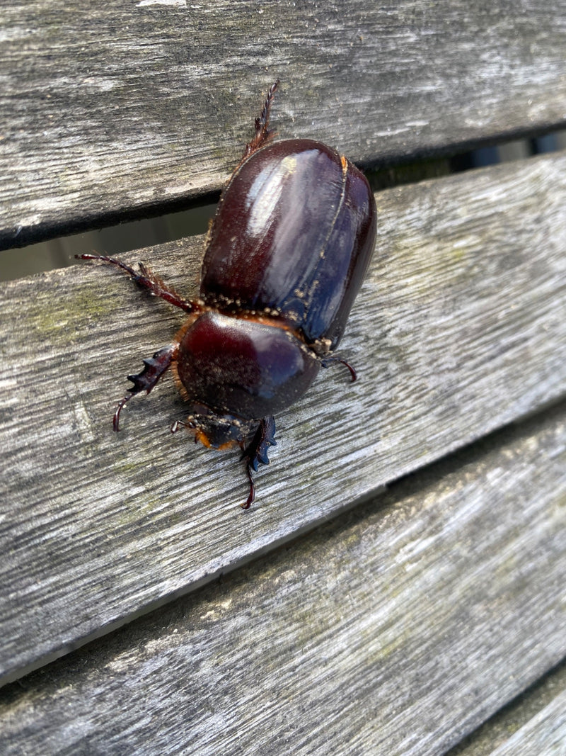 Europese neushoornkever — foto 4 van 21