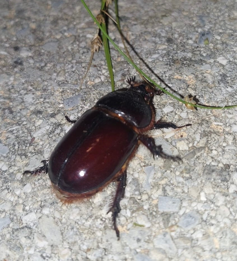 Europäischer Nashornkäfer — Bild 5