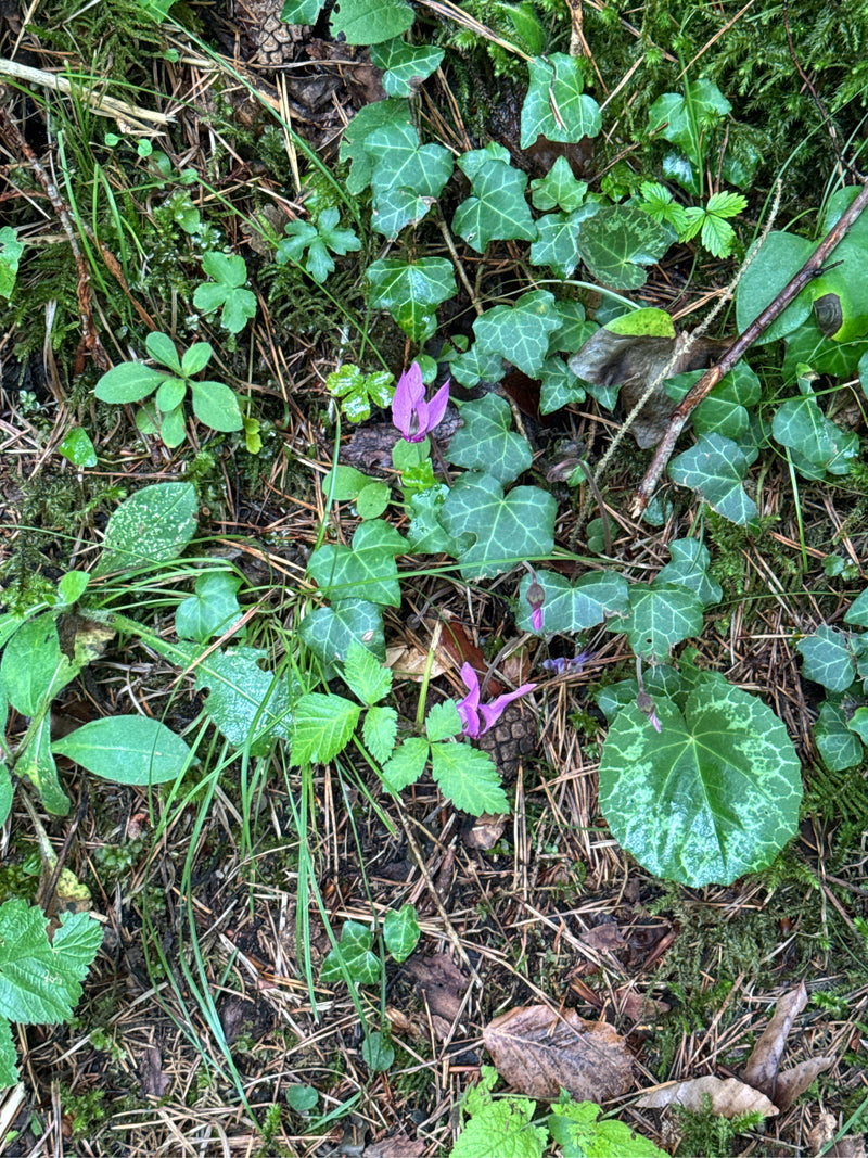 Cyclamen — Bild 1
