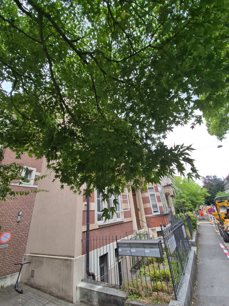 De afbeelding toont de typisch diep gelobde bladeren van een Japanse esdoorn die voor een stedelijk woongebouw groeit. De takken hangen over het trottoir en ...