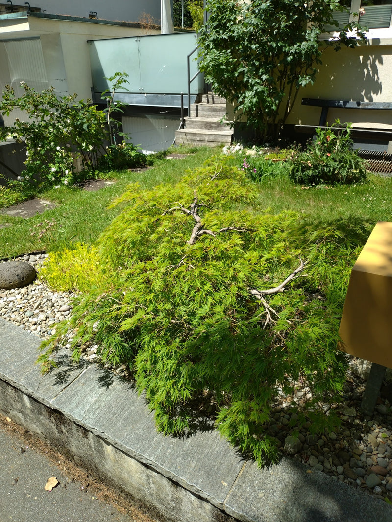 Te zien is een kleine, bossige Japanse esdoorn met fijn ingesneden groene bladeren. De boom staat in een tuinbed naast een stenen muurtje.