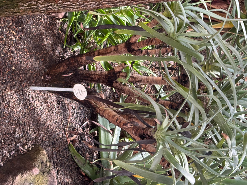 Fächer-Aloe — foto 1 van 1