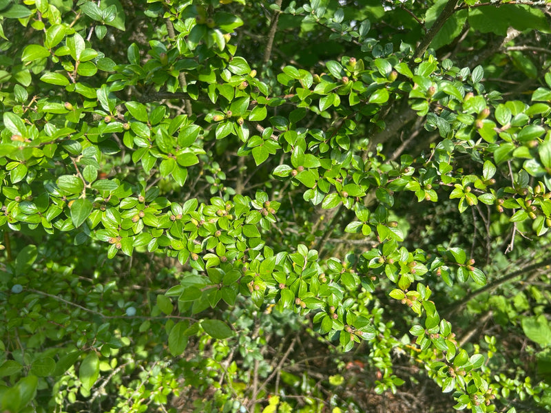 Cotoneaster — Bild 1
