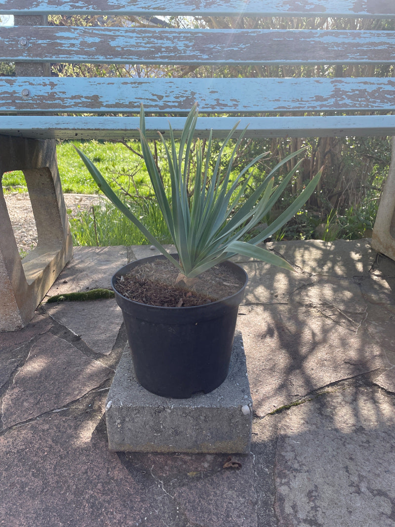 Vezelige palmlelie — Bild 1