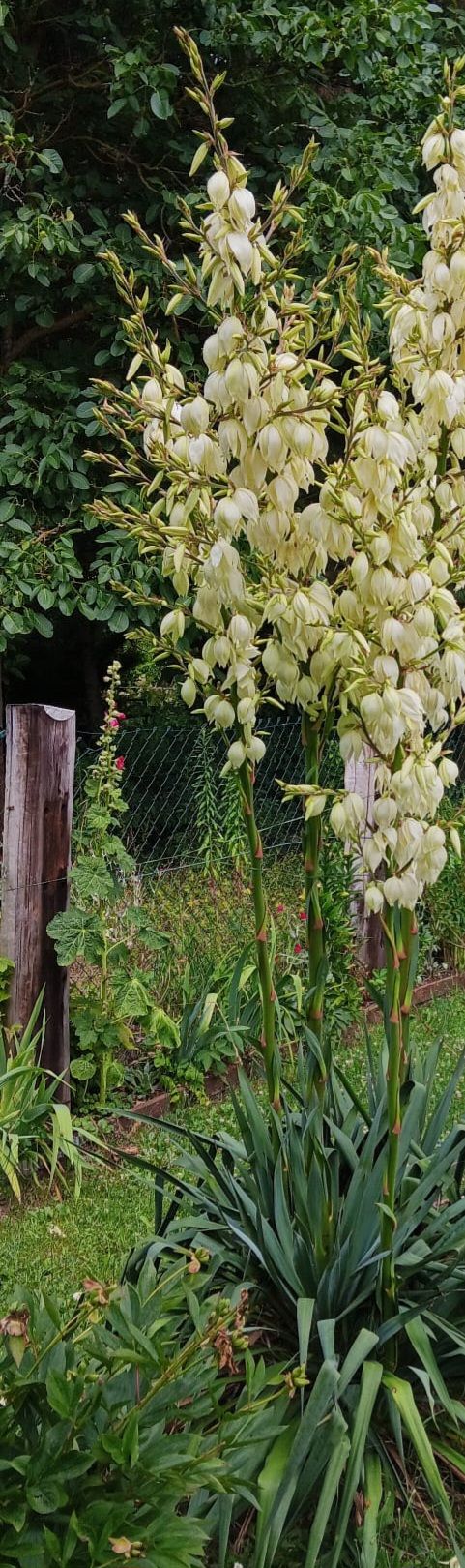 Te zien is een grote, bloeiende palmlelie met talrijke witte bloeiwijzen in een tuin.