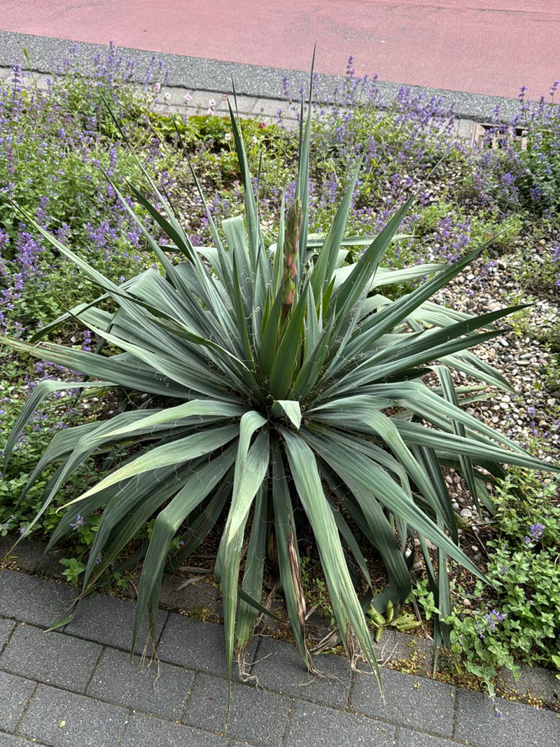 Er is een palmlelie te zien met zijn kenmerkende puntige bladeren en fijne draden aan de bladranden. De plant staat centraal in een plantsoen naast straatste...
