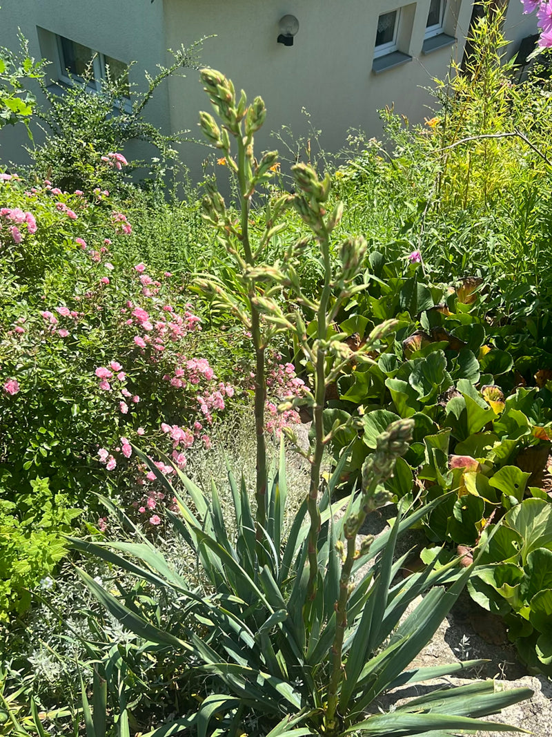 Een palmlelie met lange, scherpe bladeren en rechtopstaande bloemstendels is te zien in een tuin. De plant staat voor een huismuur omringd door ander groen.