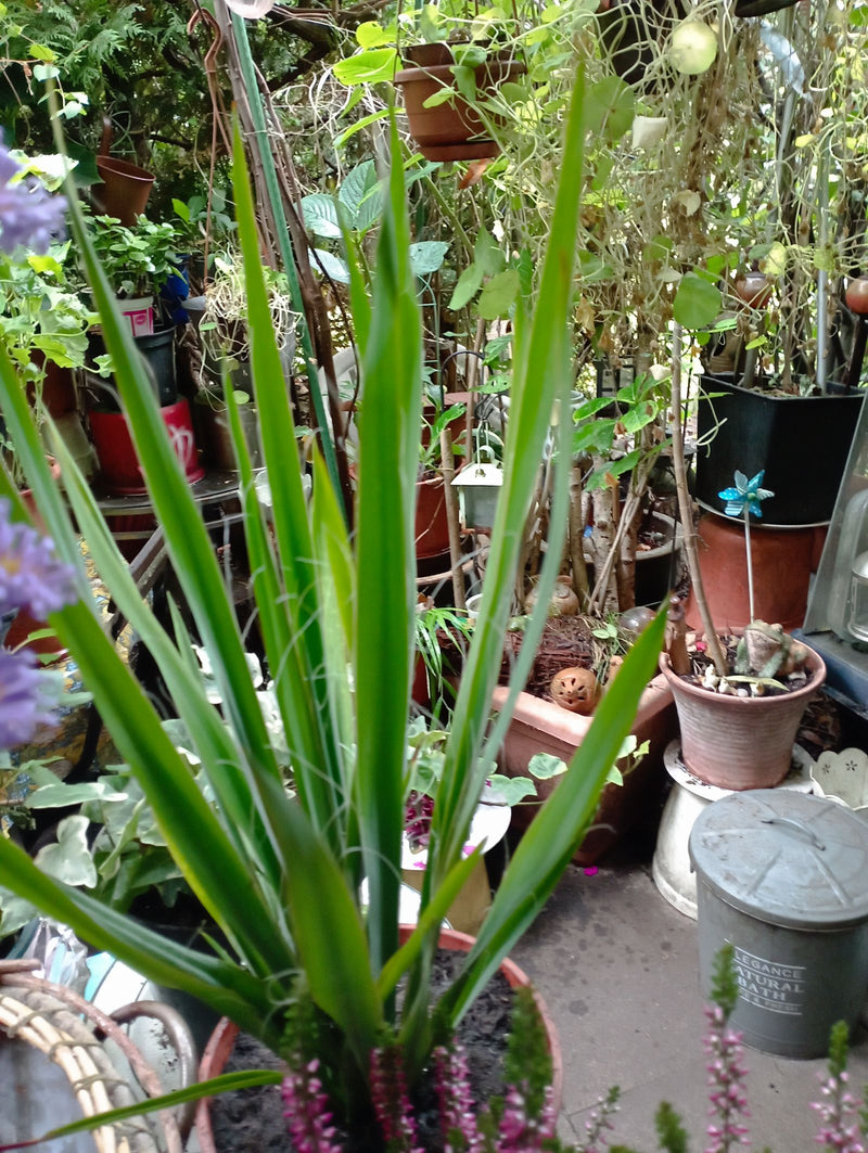 Een draadpalmlelie groeit in een plantenpot, omringd door andere tuinplanten. Aan de opgaande bladeren zijn de karakteristieke randdraden goed zichtbaar.