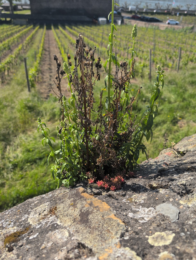 Dyer mignonette — Bild 1
