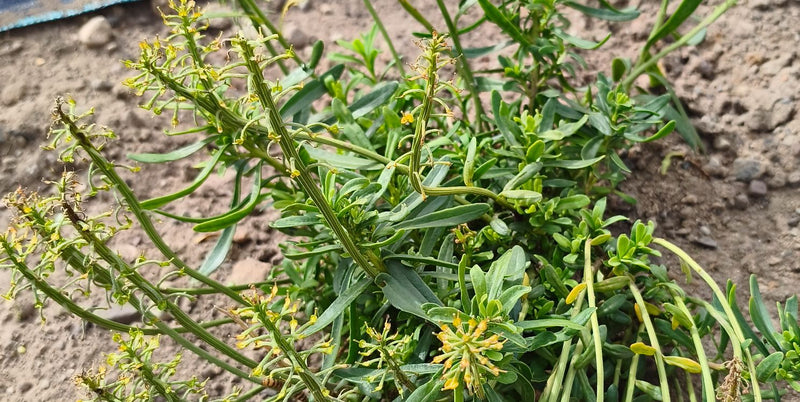 De afbeelding toont een bloeiende wouw met zijn karakteristieke lange bloeiwijzen en smalle bladeren. De plant groeit op zandgrond in de buitenlucht.