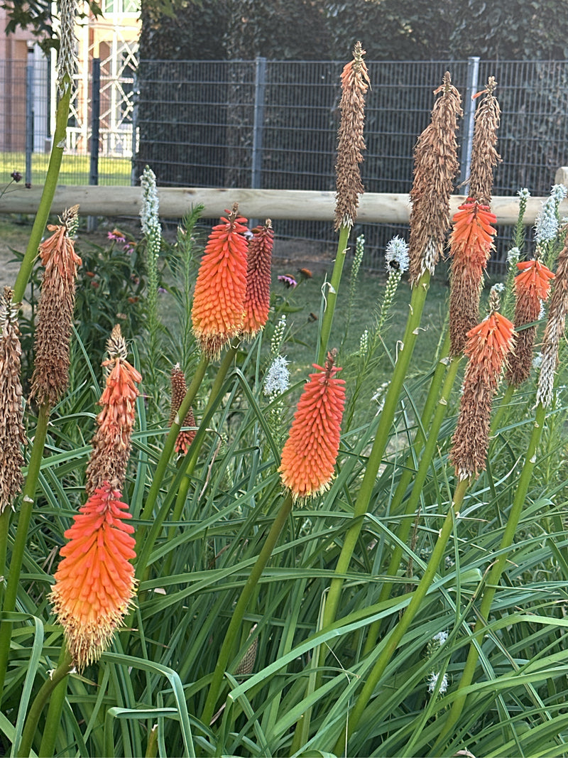 De afbeelding toont verschillende vuurpijlen met hun kenmerkende oranje-gele bloemtoppen en enkele verdorde stengels in een tuin. De planten staan in een blo...
