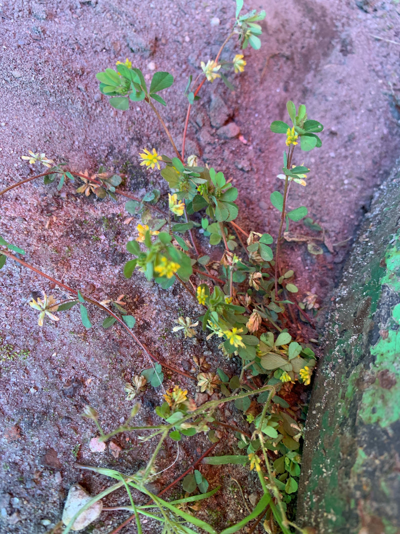 De afbeelding toont een bloeiende plant van kleine klaver met kenmerkende kleine gele bloemen en drietallige bladeren. Hij groeit op een zandige ondergrond n...