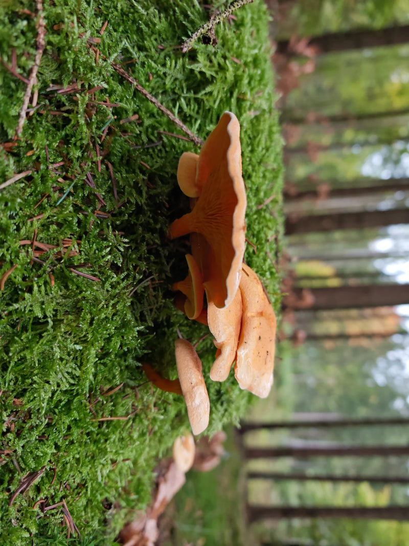 Verschillende vruchtlichamen van de valse hanenkam die groeien op een met mos bedekte ondergrond in een bos.